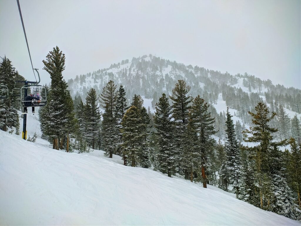 green pine trees on snow covered ground during daytime at mammoth with best ski conditions